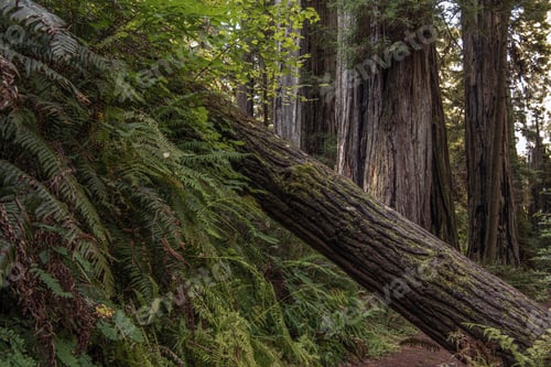 Preview: Fallen Tree in Old Forest