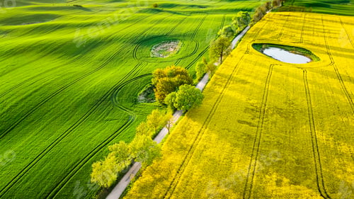 Preview: Blooming fields in countryside at sunrise. Aerial view of agriculture.