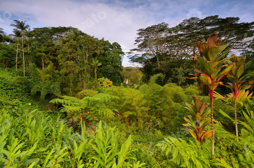 Aperçu: Tropical vegetation with Akaka falls at background