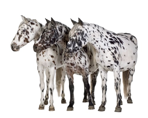 Preview: Appaloosa horse