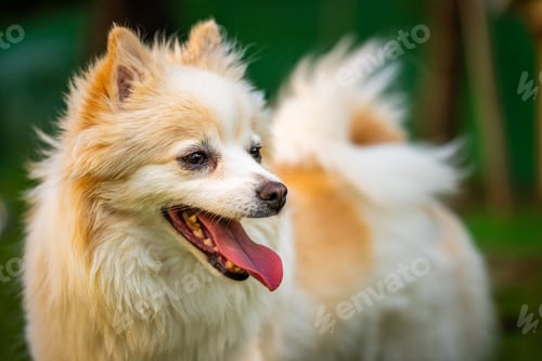 Preview: Pomeranian dog with tongue out closeup portrait