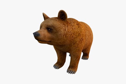 Preview: Brown bear in quadrupedal stance