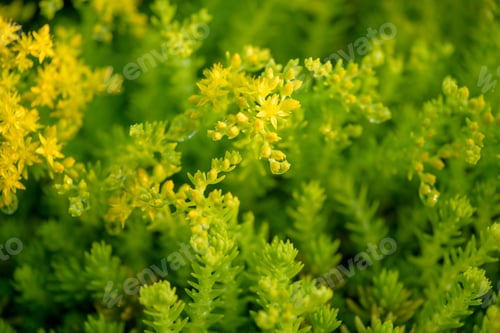 Preview: flowers