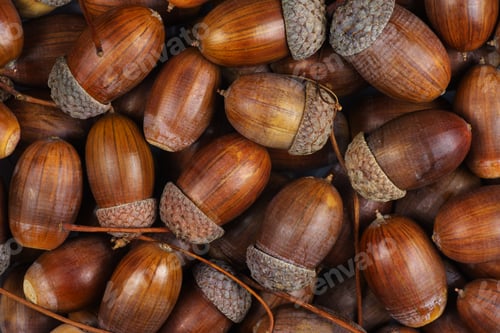 Preview: Dried acorns