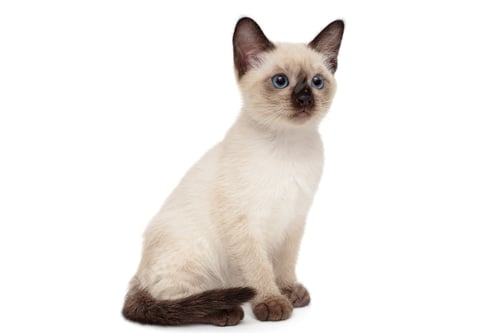 Preview: Small Siamese kitten