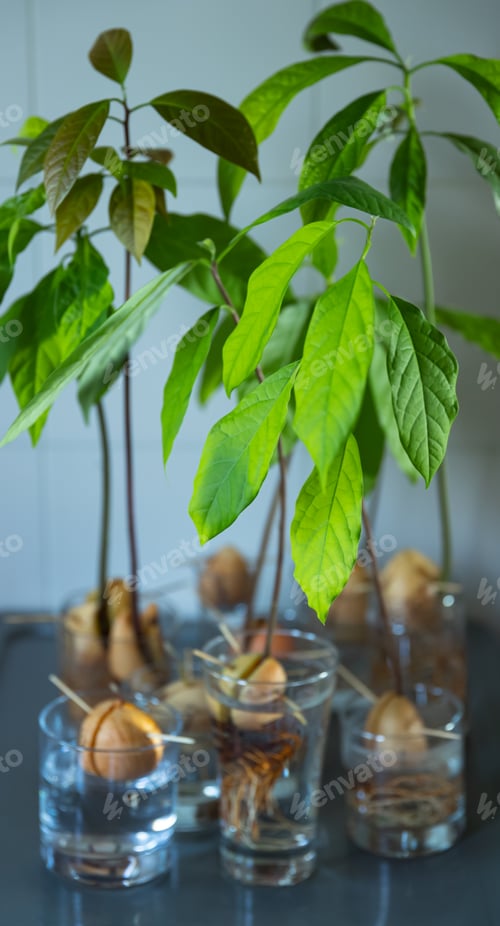 Preview: Germinating Avocado Pit