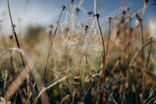Preview: Spider web on the grass, close up view