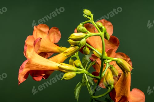 Preview: Blooming orange Bignonia capreolata on a green background