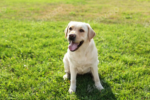 Preview: Cute yellow labrador retriever outdoors on sunny day