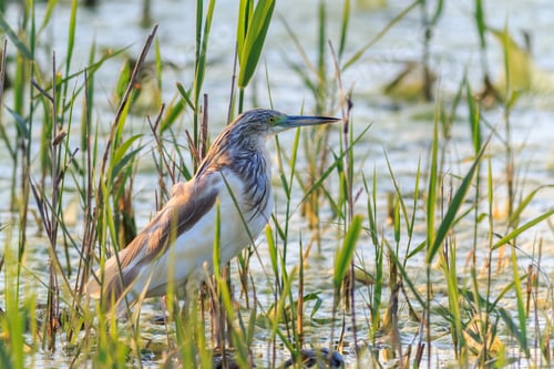 Preview: Squacco Heron (Ardeola ralloides)