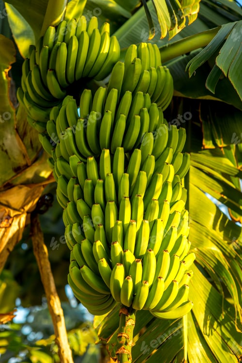 Preview: Green banana bunch
