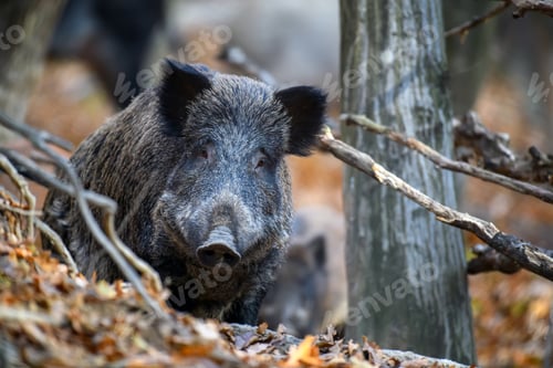 Preview: Male Wild boar in autumn forest