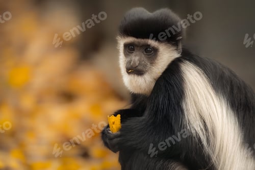 Preview: Closeup shot of a mantled guereza, Colobus guereza.