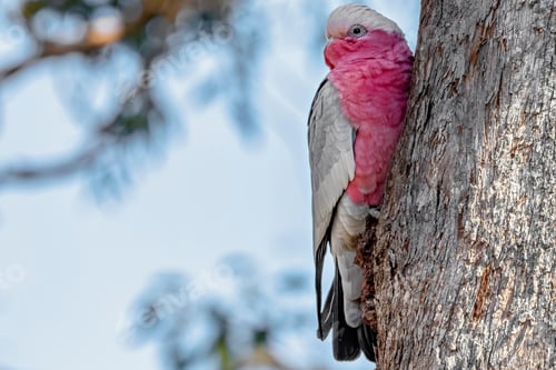Preview: bird, cockatoo galah, parrot, pet