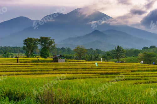 Preview: Beautiful morning view indonesia Panorama Landscape paddy fields