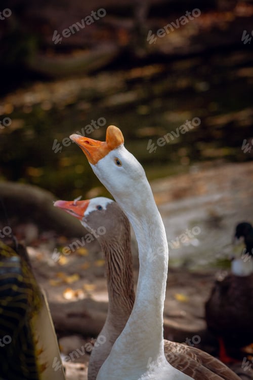 Preview: Vertical shot of geese in a natural outdoor setting with trees in the background