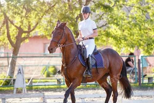 Preview: Young rider woman riding horse warming up before showjumping competition