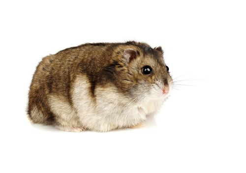 Preview: Dwarf Hamster
