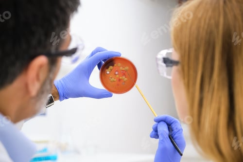 Preview: Two scientist examining bacterial cultures in a red Petri dish.