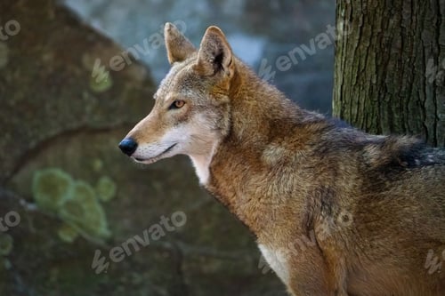 Preview: Portrait of a Red Wolf in the Forest