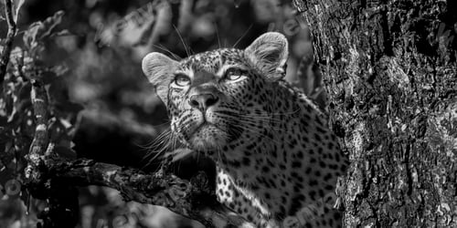 Preview: Female leopard, Panthera pardus, close-up of face, in black and white.