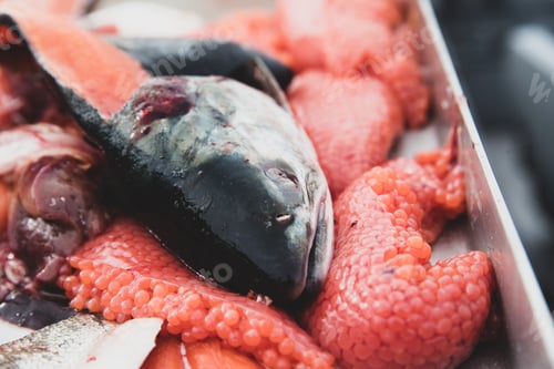 Preview: Fresh caught coho salmon filleted with meat, eggs and head on cutting board