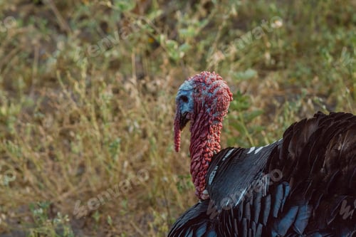 Preview: The turkey, a bird of nature, blends with the plant-filled surroundings