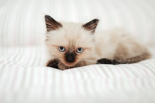 Preview: Cute white little kitten with black ears is snuggled up in a white bed while trying to sleep.