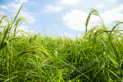 Preview: Green grains are growing on fields