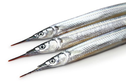 Preview: Japanese halfbeak, sayori