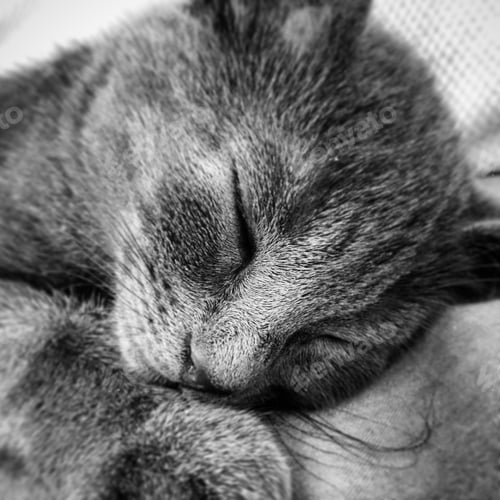 Miau