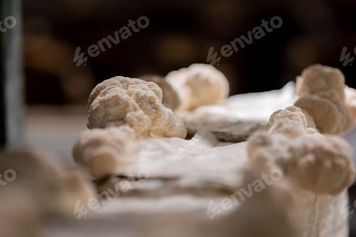 Preview: close-up of lion's mane mushroom Eco-food Bio Vegetarian food Edible mushrooms Growing plastic bags