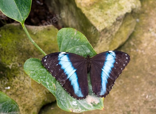 Preview: Morpho peleides
