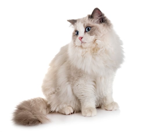 Preview: ragdoll cat in studio