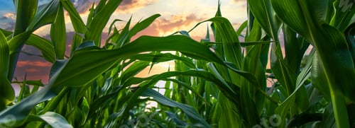 Preview: Field corn grows in the field. Selective focus.