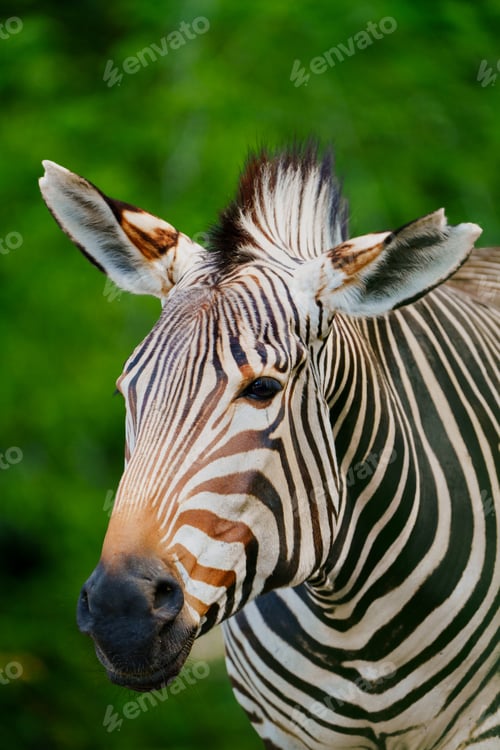 Preview: A Stunning Close-up of a Zebras Face with Prominent Stripes Against a Lush Green Background