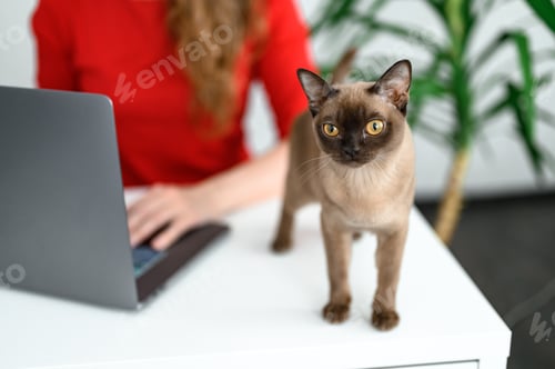 Preview: a girl in a red sweater and glasses works online at home. she is sitting at a white table with