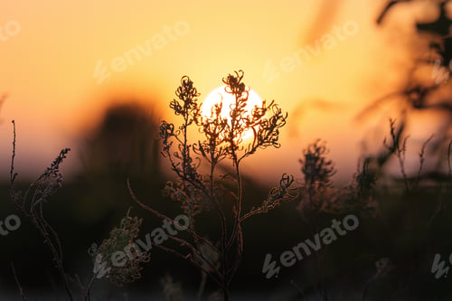 Preview: Orange sunset over the dry wildflowers in the countryside