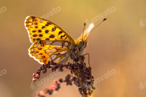 Preview: Queen of Spain fritillary