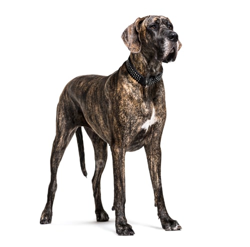 Preview: Standing Great Dane dog isolated