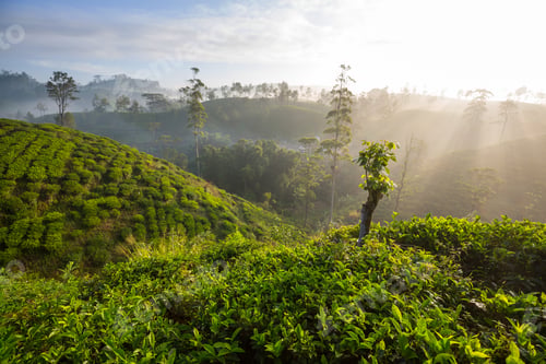 Preview: Tea plantation