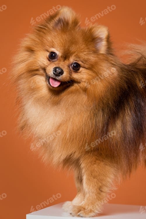 Preview: Animal. Cute spitz