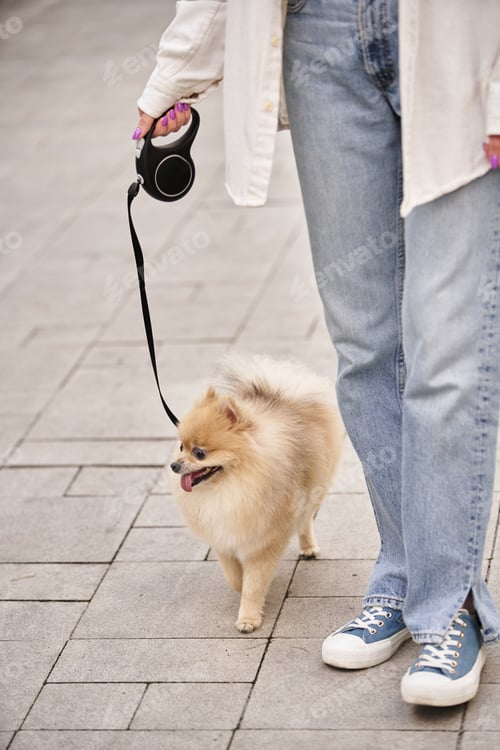 Preview: cropped view of woman strolling with furry pomeranian spitz on roulette leash, leisure in city
