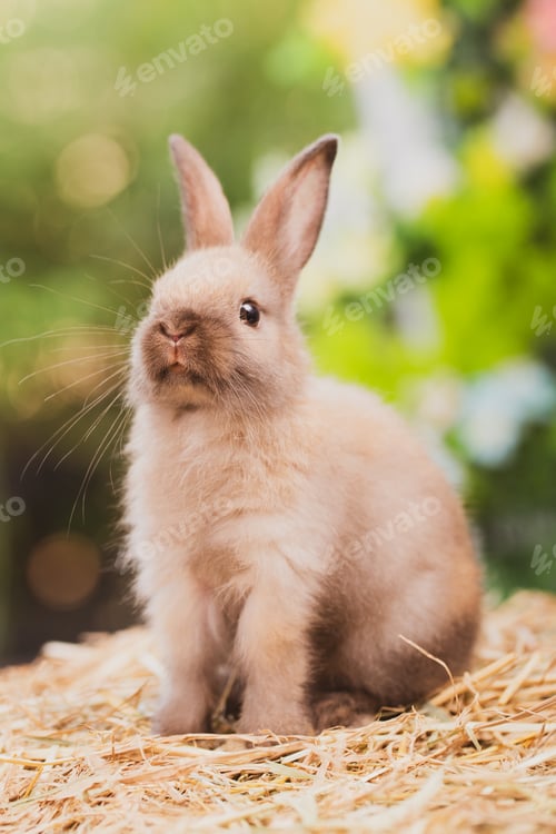 Preview: cute animal pet rabbit or bunny white or brown color for easter in natural easter celebration