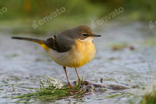 Preview: Grey wagtail (Motacilla cinerea)