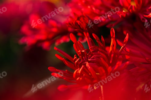 Preview: Background of red chrysanthemum flowers in soft focus.