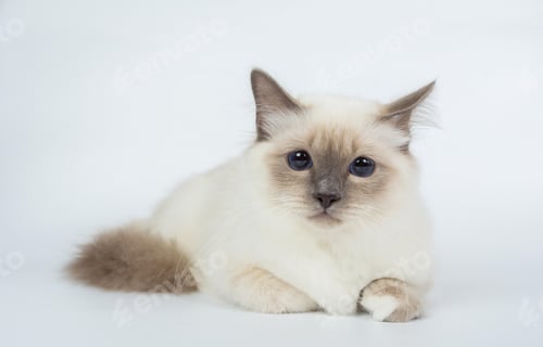 Preview: cute little Birman cat isolated in a removable background, aborable kitten concept