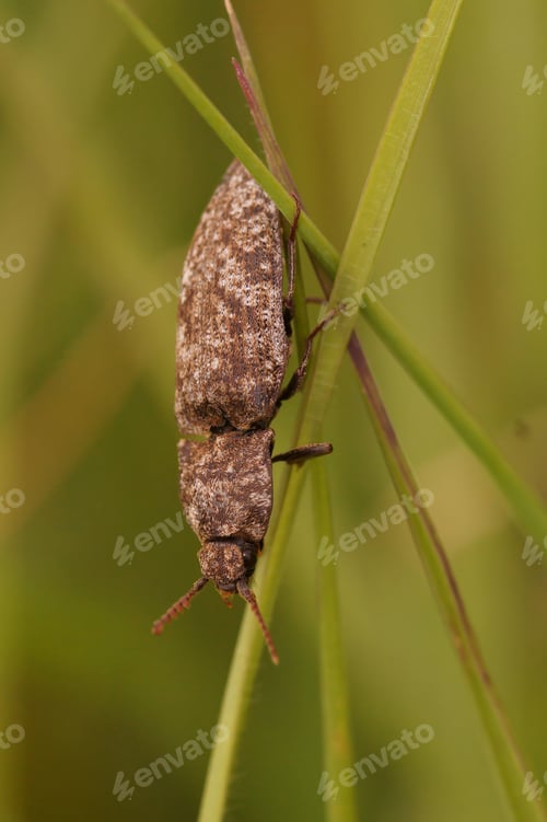 Preview: Natural vertical close-up on a grey colored clicking beetle, Agrypnus murina on a grass-straw