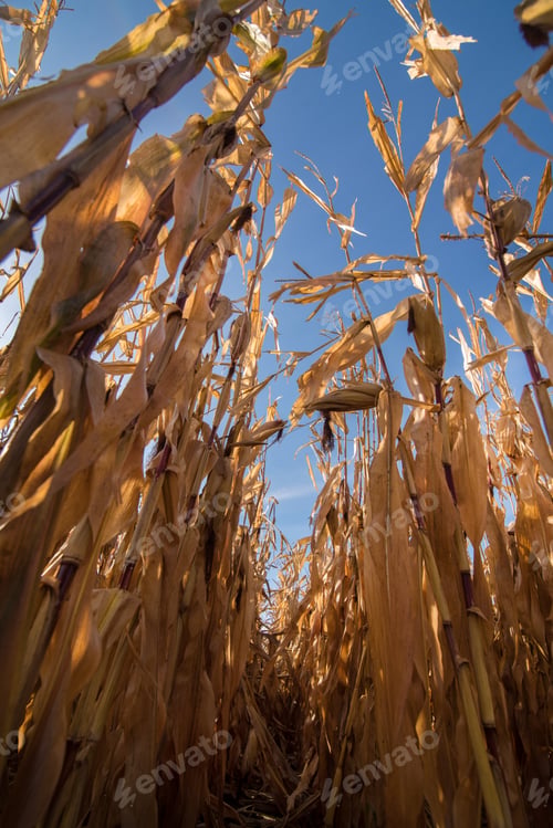 Preview: bottom up view of corn field at harvest time, dry plants and ripe cobs