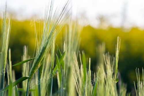 Preview: Close up of green wheat heads growing in agricultural field in spring
